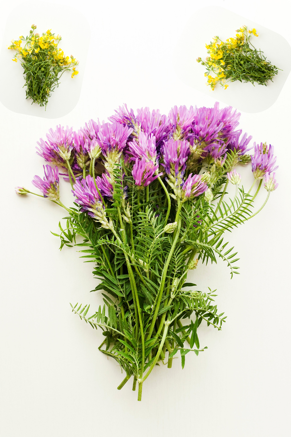 The incredible health benefits of Astragalus