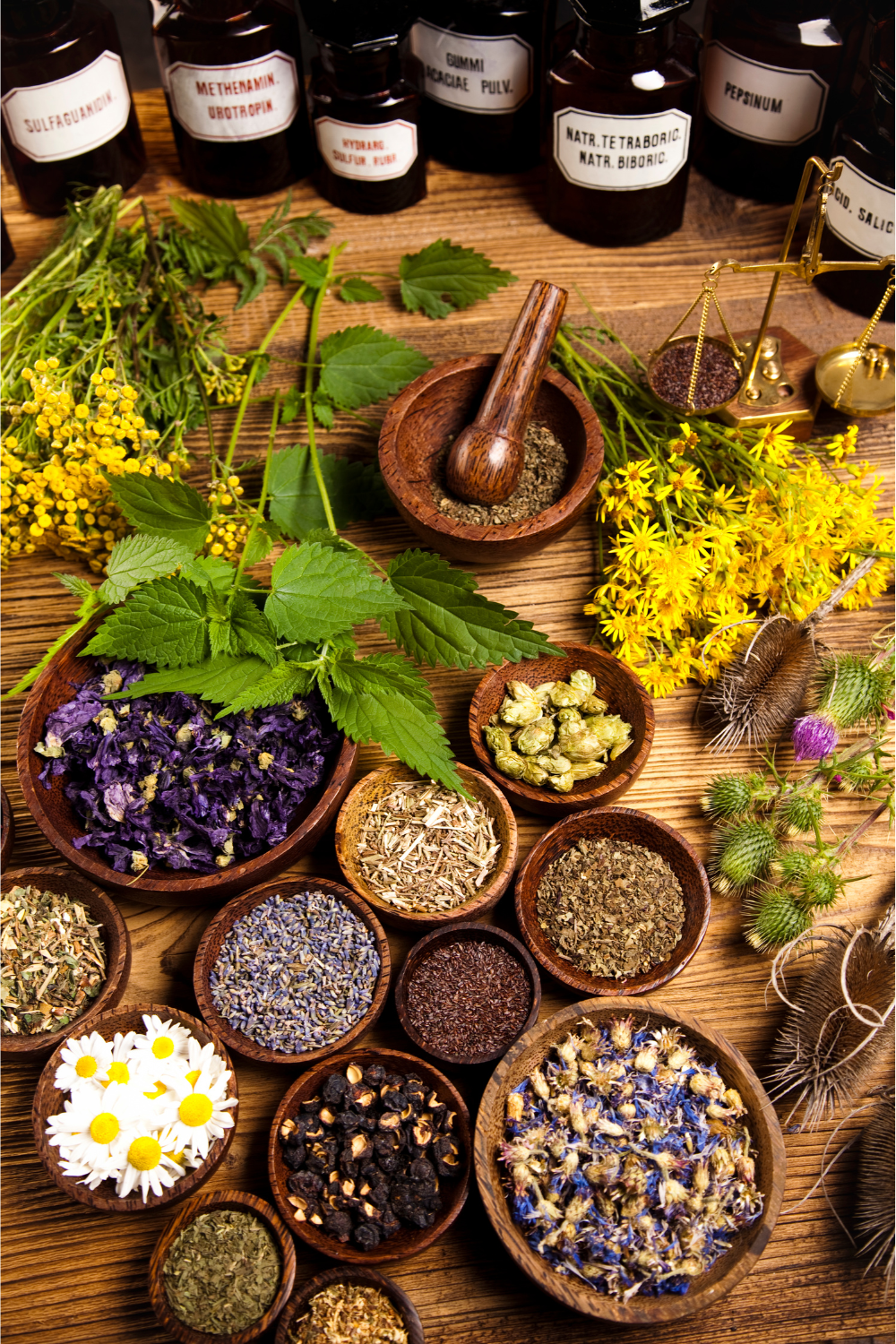 Boosting the immune system with powerful health supporting herbs