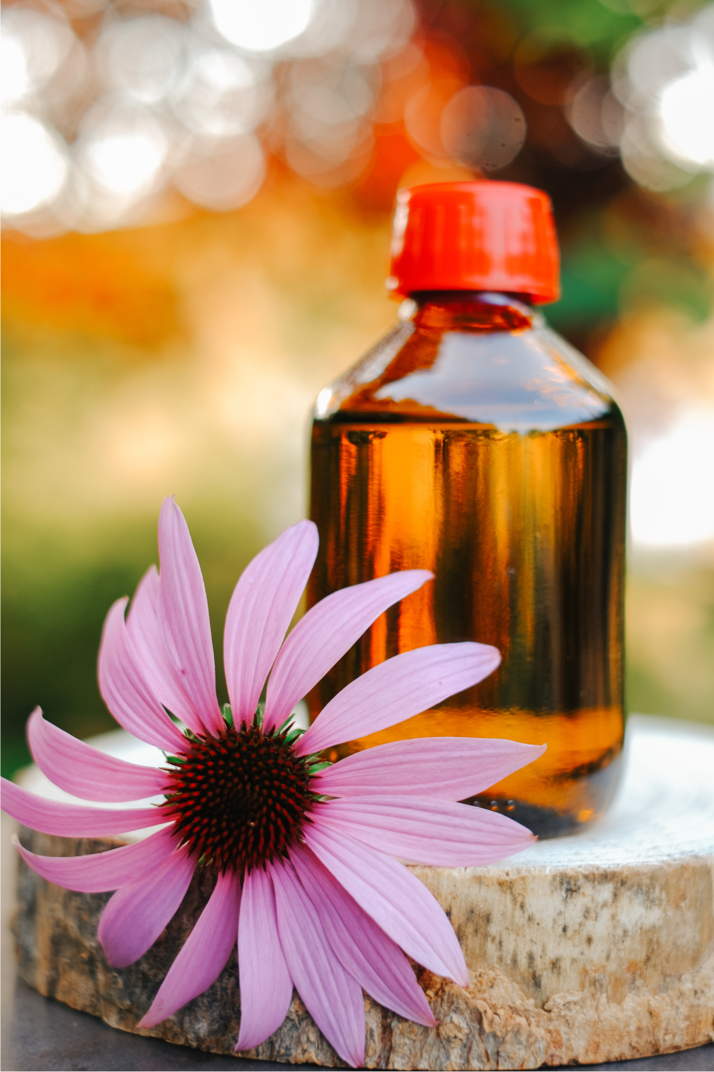 Powerful health benefits of Echinacea
